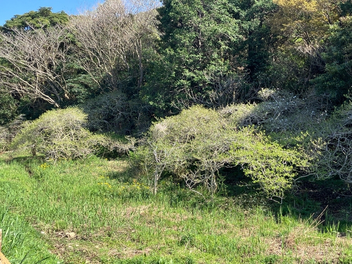 伊川津のシデコブシ　4月8日の様子