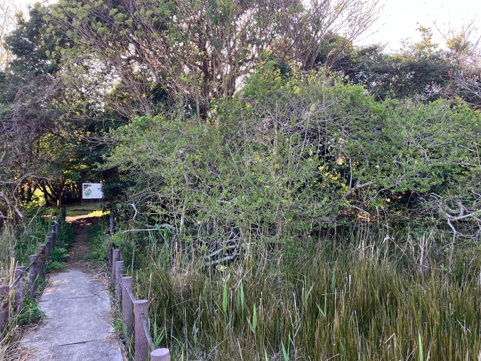 黒河湿地植物群落　4月8日（水曜日）の様子