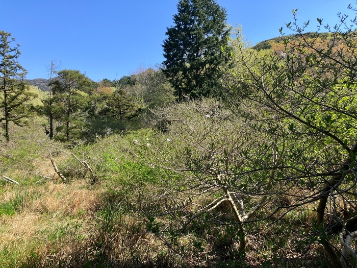 椛のシデコブシ自生地　4月8日の様子