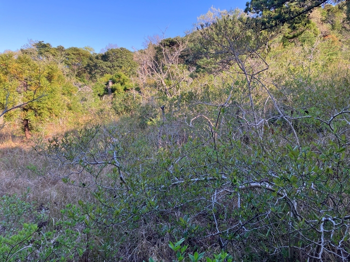 藤七原湿地植物群落　4月8日の様子