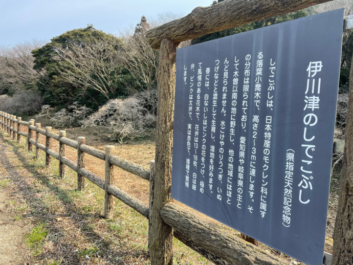 写真:伊川津のシデコブシの群生の様子