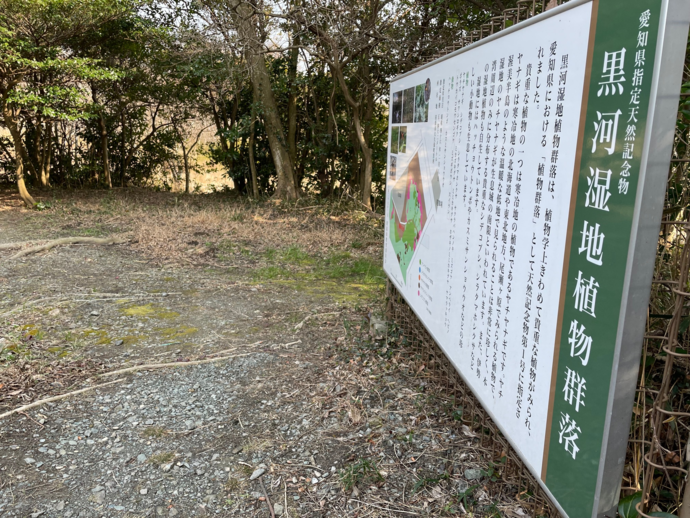 写真:黒河湿地のシデコブシ