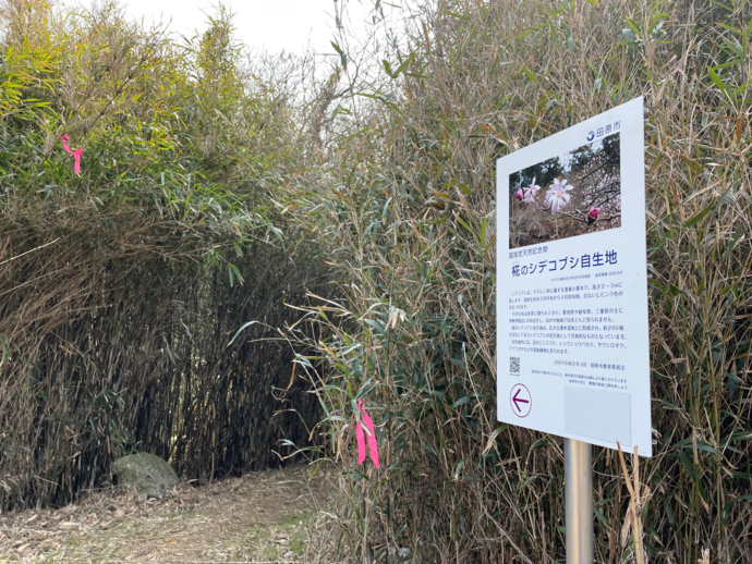 写真:椛のシデコブシ